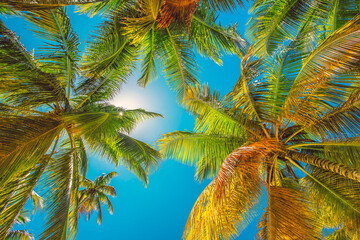 Palm trees on the tropical beach - obrazy, fototapety, plakaty