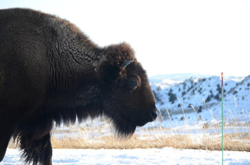 bison in Theodore Roosevelt national park