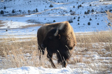 bison in Theodore Roosevelt national park