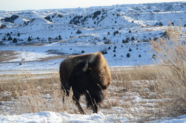 bison in the snow