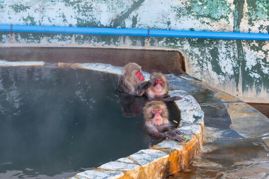 露天風呂に入る猿