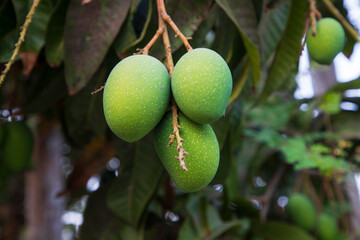 Fresh Raw Green Mango In the Tree Branch