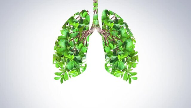 Green trees shaped like human lungs conceptual image. lungs shape island isolated on white background- Earth day, world health or Environment day concept video. 