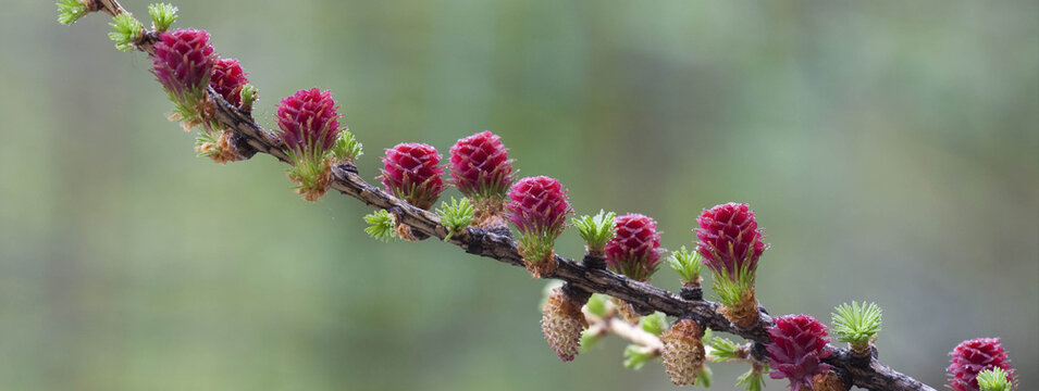 larice comune Larix decidua Larch flower, banner