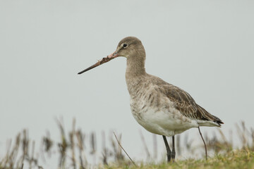A stunning Black-tailed Godwit, Limosa limosa, hunting for food in a meadow.	