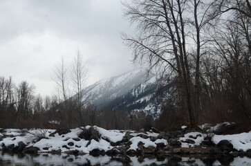 snow covered trees