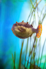 Aracana ornata marine fish in an aquarium