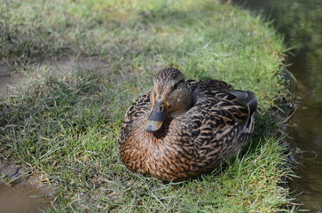 duck on the grass