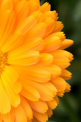 Marguerite orange, pâquerette, fleurs des jardins
