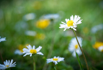 Marguerite orange, pâquerette, fleurs des jardins