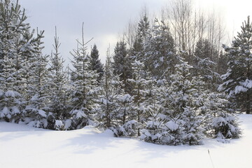 Fototapeta na wymiar Winter landscape of coniferous forests of northeastern Europe