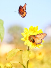 butterfly on flower