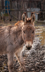 Portrait of a brown donkey standing in a garden 