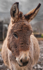 Fototapeta premium Portrait of a brown donkey standing in a garden 