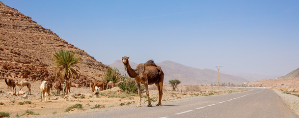 Camel,  dromadery on the road in Morocco