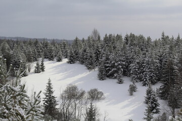 snow covered trees in winter
