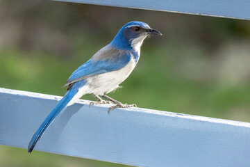 California Scrub Jay in Seattle
