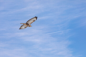 a hawk looking for bait in the air, Common Buzzard, Buteo buteo