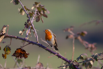 cute little bird with red breast, Kizilgerdan, European Robin, Erithacus rubecula