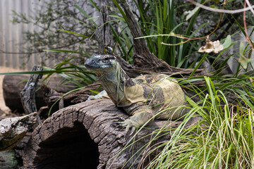 Monitor lizard