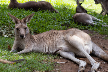 Naklejka na ściany i meble mother and baby kangaroo