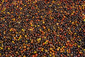 Background of raw coffee fruit.