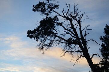silhouette of tree