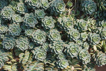 Blue Rose Echeveria or Echeveria imbricata in botanic garden