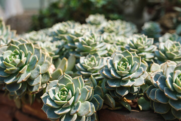 Blue Rose Echeveria or Echeveria imbricata in botanic garden