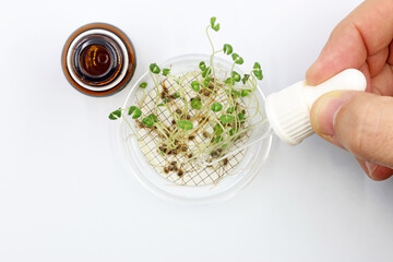 Hand adding a dropper product to a plate with germinated seeds.