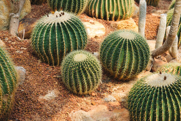 Closeup image of Golden Barrel Cactus or Echinocactus grusonii in botanic garden