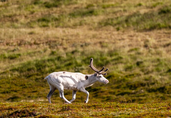 Telephot shot of a group of running reindeer in Northern Norway.