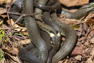 Curled up Grass snakes bask in the sun