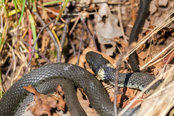 Grass snake lying on the ground