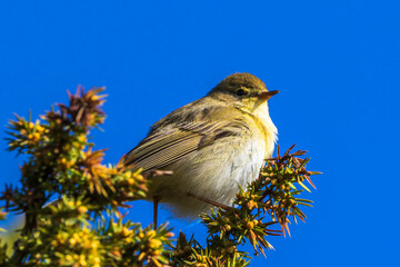 Willow warbler sitting on a juniper treetop in springtime