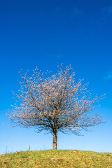 Fototapeta na wymiar Blossom cherry tree and a clear blue sky at spring