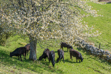 Cattle in the shade under a cherry tree at spring