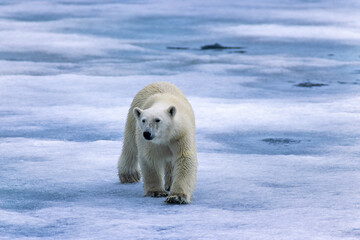 Obraz na płótnie Canvas Polar bear walking on the ice
