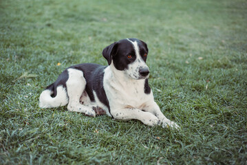 Nice dog on the grass in the park. Black and white dog for a walk.