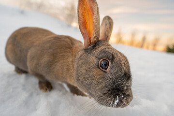 Typical dark brown rabbit from Iceland with the ground completely snow covered and the first light of dawn with its head and eye in the foreground looking at the camera. Traces of snow on his mustache