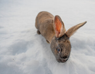 Typical dark brown rabbit from Iceland eating a grape with the ground completely covered in snow and the first light of dawn with traces of snow and ice on its mustache and nose.