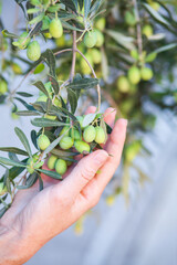 green olives on the branch   