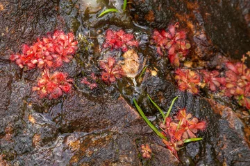 Foto op Canvas Some Drosera trinervia growing in some algae in the Bain's Kloof © Christian Dietz