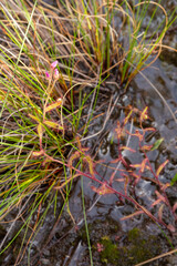 Drosera liniflora taken in the Bain's Kloof