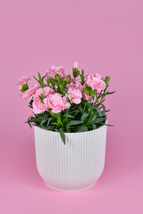 Pink Dianthus flowers in flower pot on pink background