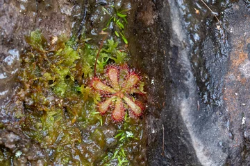 Deurstickers Drosera aliciae (a carnivorous plant) growing vertically on a wall in the Bain's Kloof © Christian Dietz
