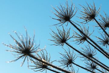 Hogweed in winter.