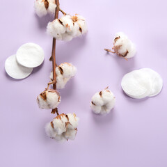 Flat lay composition with cotton flowers on violet background. Space for text.