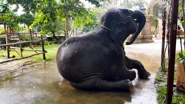 Baby elephant plays with water on summer