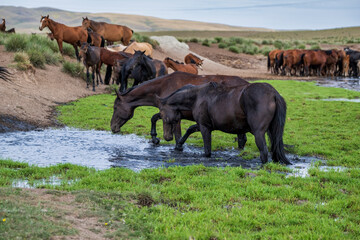 herd of horses